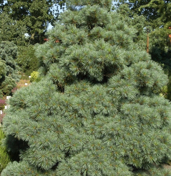 Kiefer mit buschiger Krone im Garten