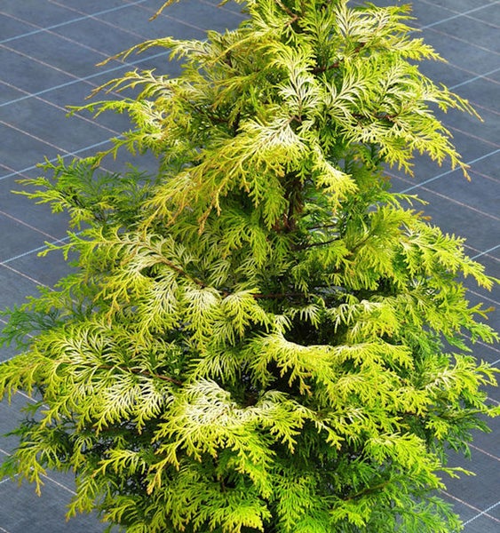 Im Bild ist eine Thuja occidentalis 'Golden Tuffet' Pflanze zu sehen.