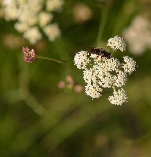 Blüte mit Insekt im Garten