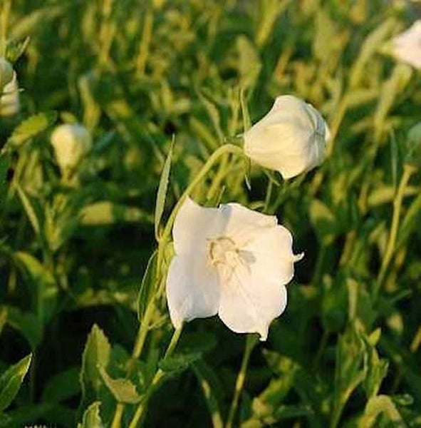 Glockenblumen mit weißen Blüten im Garten.