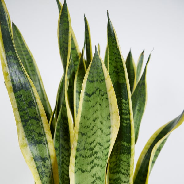 Bloomique - 2er Set - Sansevieria Laurentii - Bogenhanf - Sukkulenten - Zimmerpflanzen Groß - Sehr Pflegeleicht - Höhe 80-100 cm - Topf 21 cm
