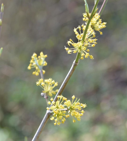 Blühender Zweig einer Kornelkirsche