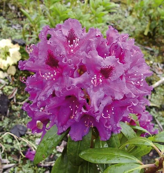 Nahaufnahme einer lila Rhododendronblüte im Garten.