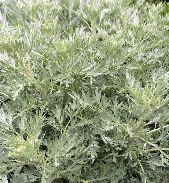 Silberblatt Pflanze im Detail