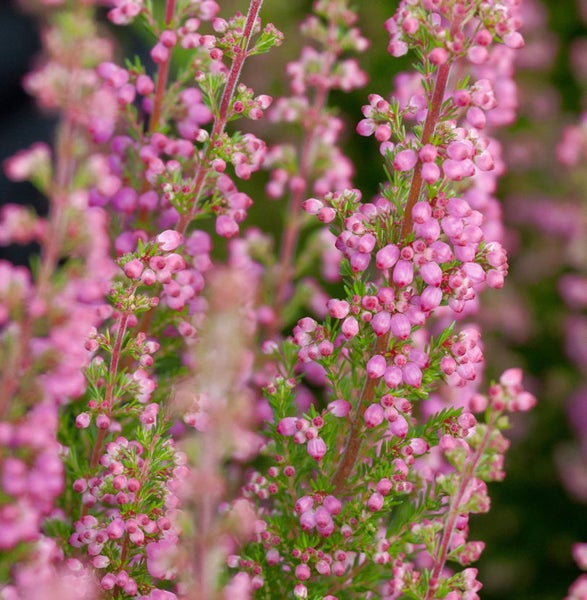 Detailaufnahme von Heidekrautblüten.