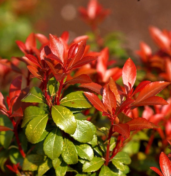 Glanzmispel mit roten und grünen Blättern.