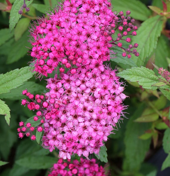 Nahaufnahme einer blühenden Spiraea Pflanze mit grünen Blättern