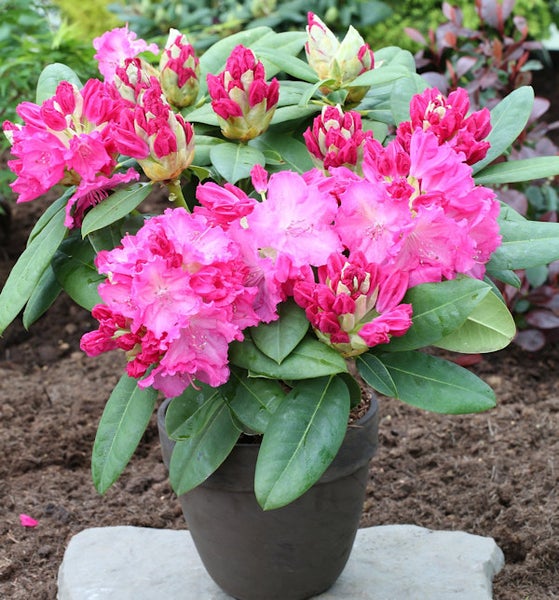 Rhododendron im Topf mit rosa Blüten und grünen Blättern