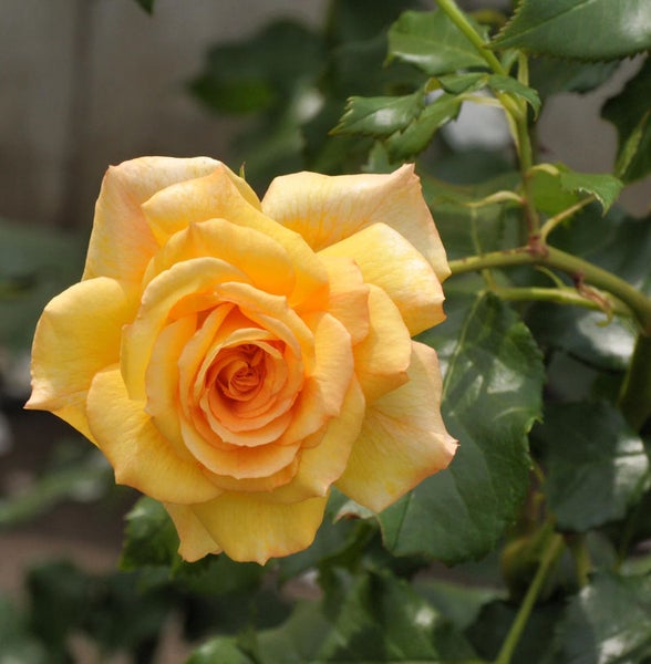 Gelbe Rose mit grünen Blättern