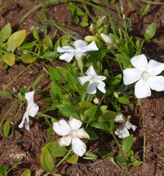 Im Bild sind Immergrün-Pflanzen mit weißen Blüten und grünen Blättern zu sehen, die im Gartenboden wachsen.