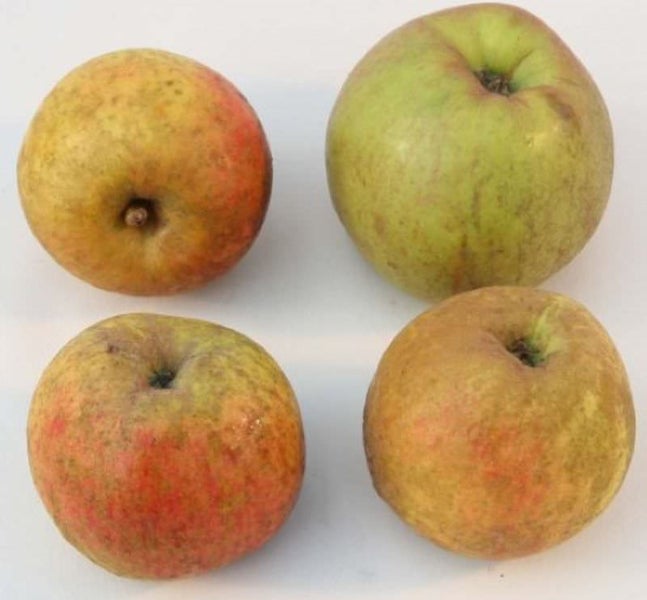 Vier Äpfel der Sorte Goldparmäne