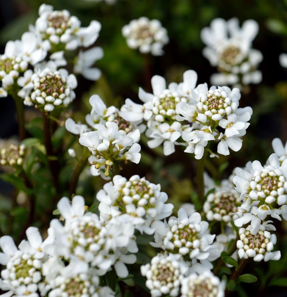 Im Bild sind Schleifenblumen mit kleinen, weißen Blüten dargestellt.