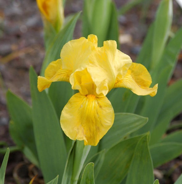 Gelbe Schwertlilie mit grünen Blättern