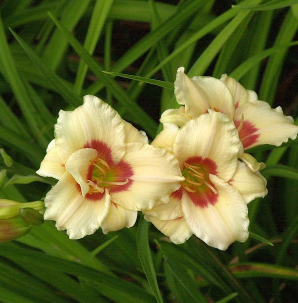 Nahaufnahme von Taglilienblüten