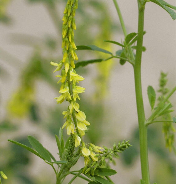 Blühender gelber Steinklee im Nahbereich