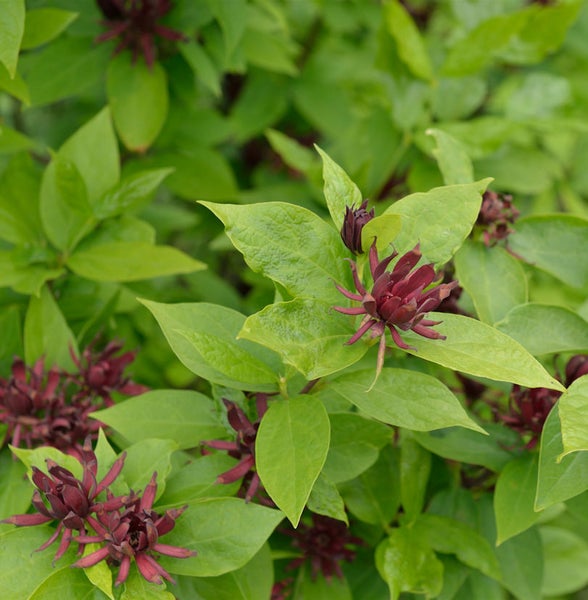 Nahaufnahme einer Carolina-Gewürzstrauch-Pflanze mit grünen Blättern und roten Blüten.