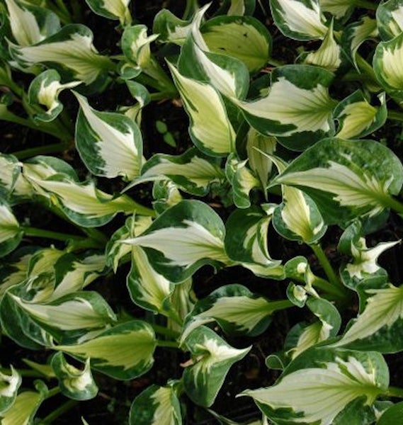 Funktionale Nahaufnahme der Funkie-Pflanze mit ihren auffälligen, gemusterten Blättern.