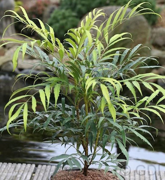 Strauch mit langen, schmalen Blättern in einem Topf