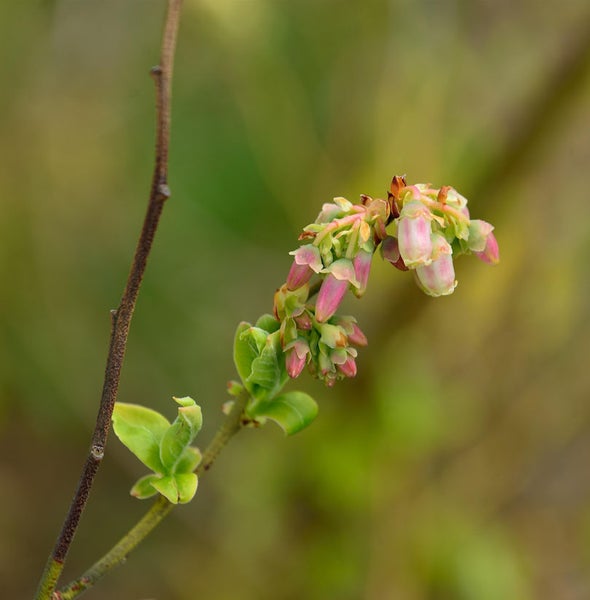 Nahaufnahme von Blaubeerblüten an einem Zweig