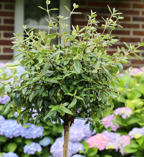 Kugelbaum mit Blättern im Garten