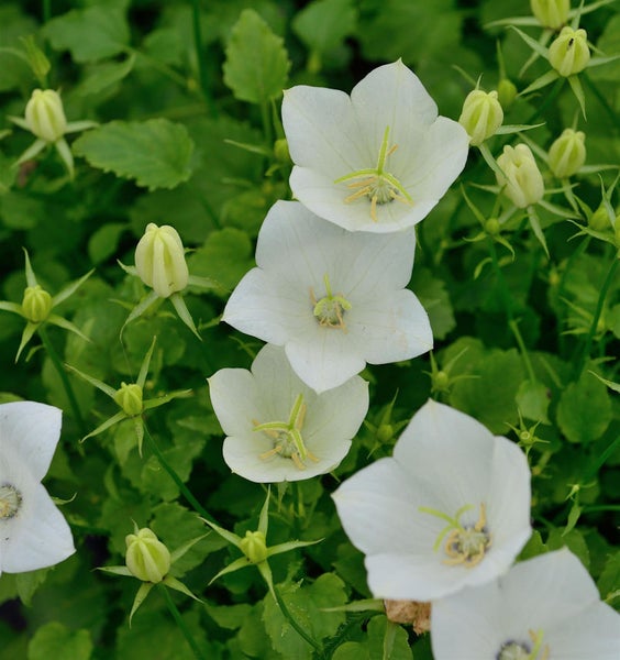 Nahaufnahme von weißen Ballonblumen zwischen grünen Blättern