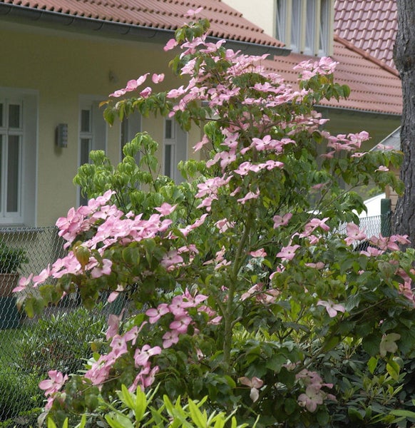Blühender Blumenhartriegel im Garten