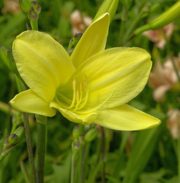 Gelbe Taglilienblüte im Detail