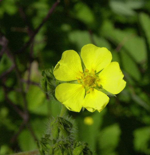 Blüte einer Kriechenden Fingerkraut Pflanze
