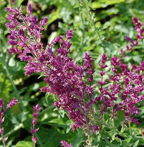 Blühende Salbeipflanze im Garten