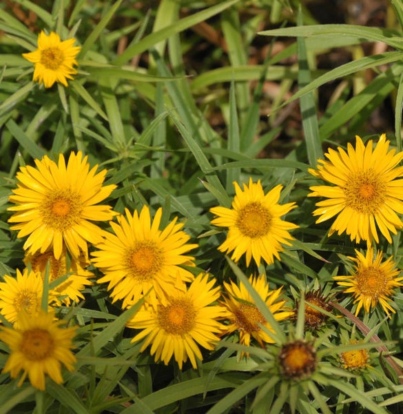 Gelbe Wiesenblumen im Gras