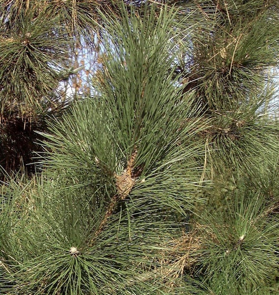 Detailaufnahme einer Kiefer mit Nadeln und Zapfen