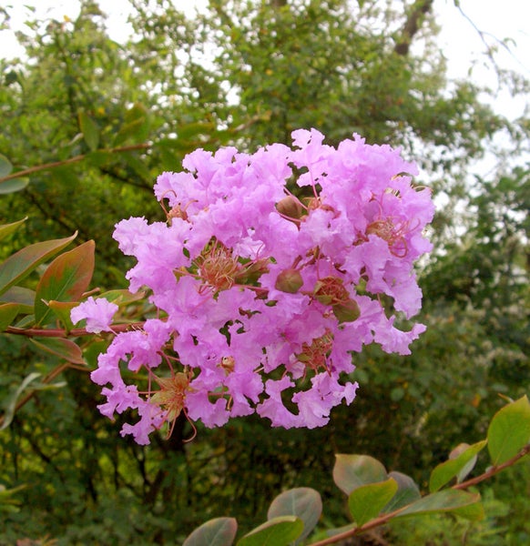 Blütenstand einer Lagerströmie im Garten
