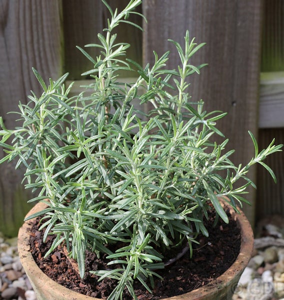 Rosmarinpflanze im Topf