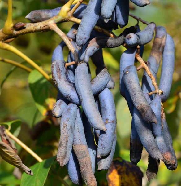 Blauschotenbaum Zweig mit Früchten