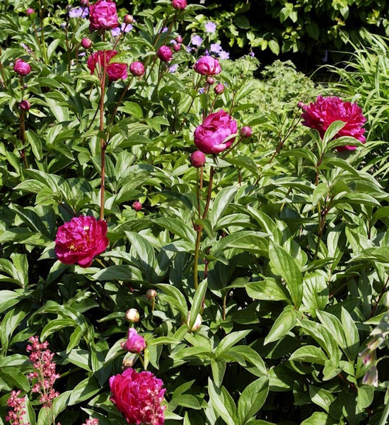 Nahaufnahme von Pfingstrosen im Garten