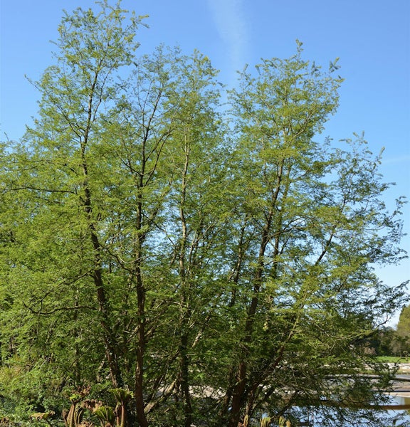 Mehrstämmiger Amberbaum im Garten