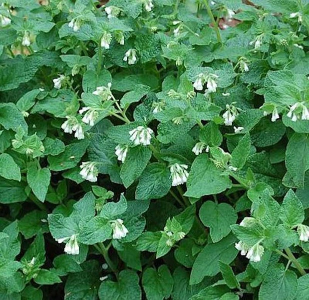 Blühende Kaukasusvergissmeinnicht Pflanze mit grünen Blättern