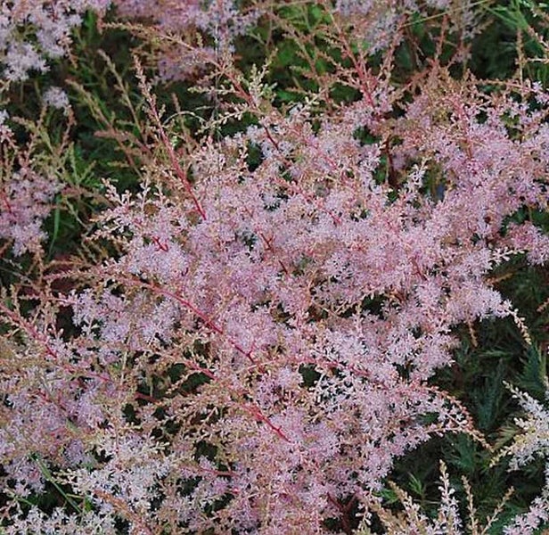Astilbe Pflanze mit zarten, rosa Blüten