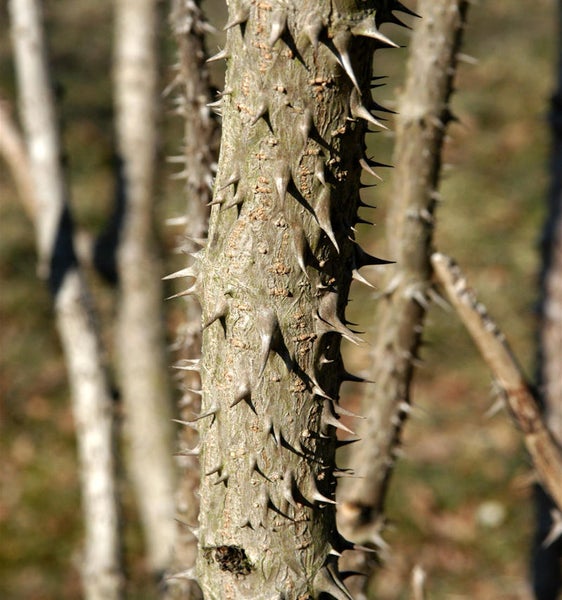 Stamm eines Dornenbaums