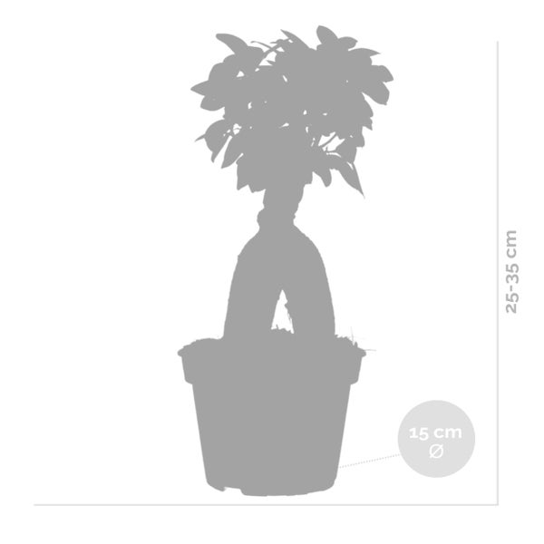 Bloomique - Ficus Ginseng - Bonsai Baum - Zimmerpflanzen - Pflegeleicht - Luftreinigend - Höhe 25-35 cm - Topf 15 cm