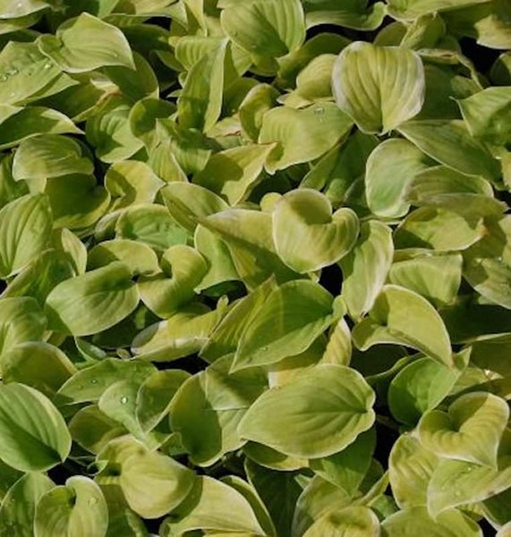 Funkien-Pflanze mit grünen Blättern