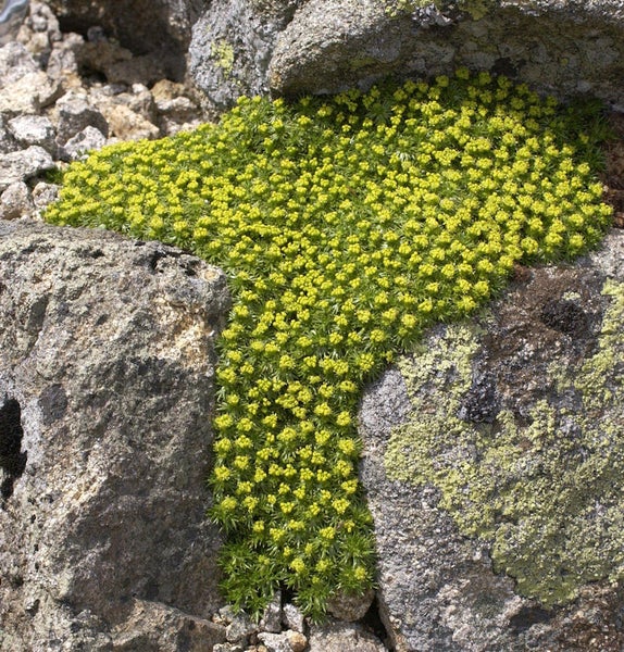 Gelb blühende Pflanze auf Felsen
