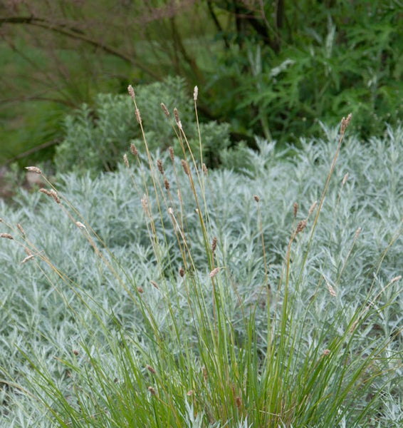 Büschel von Ziergräsern im Garten