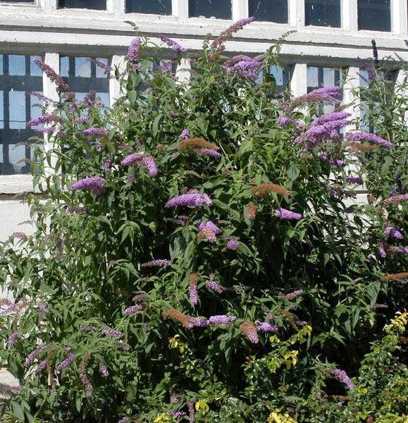 Schmetterlingsflieder mit violetten Blüten im Garten