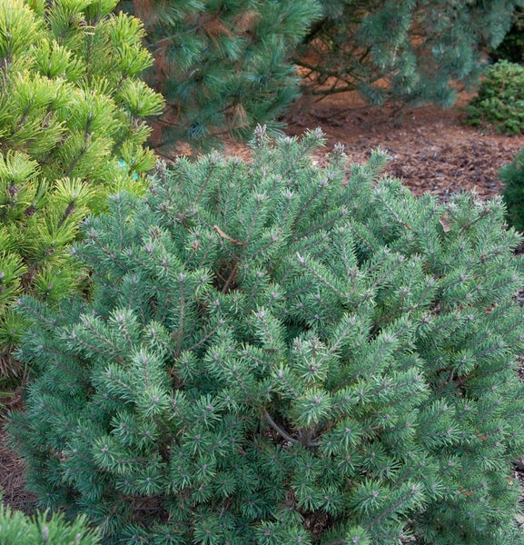 Nahaufnahme einer Zwergkiefer im Garten.