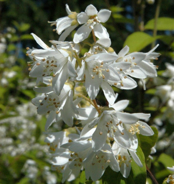 Blüten der Deutzie im Detail