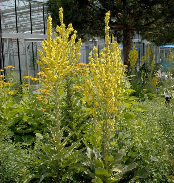 Königskerze im Gartenbeet