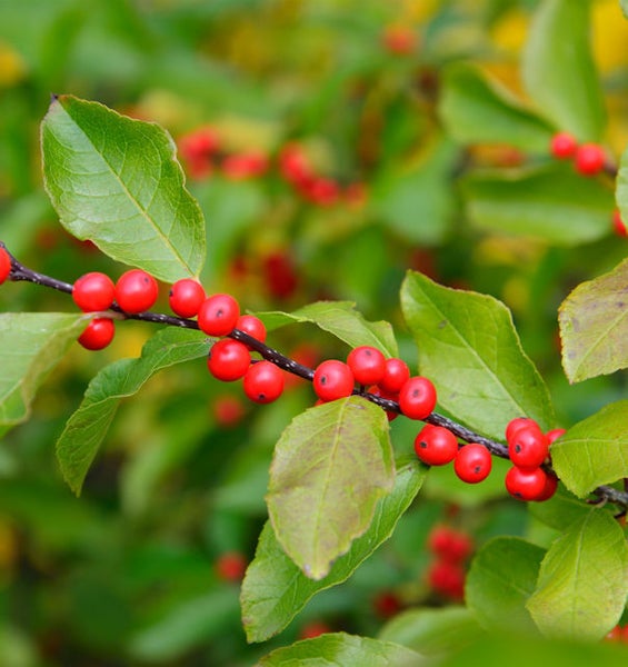 Zweig mit Stechpalmenblättern und roten Beeren