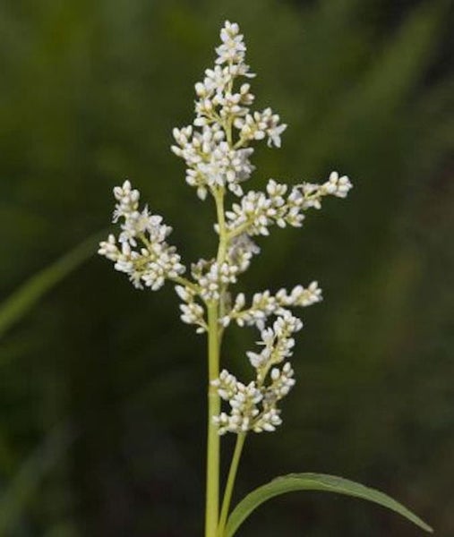 Blütenstand mit kleinen weißen Blüten