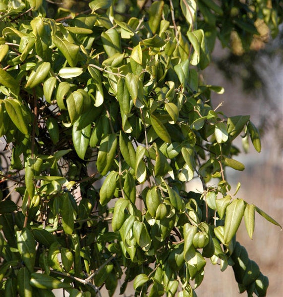 Im Bild ist eine Kletterpflanze mit Blättern zu sehen.